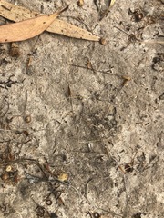 Austrostipa trichophylla