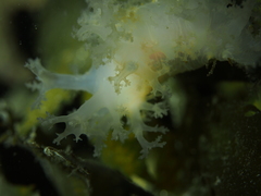 Dendronotus lacteus