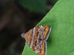Choreutis orthogona