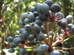 Mackinlaya macrosciadea