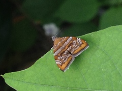 Choreutis orthogona