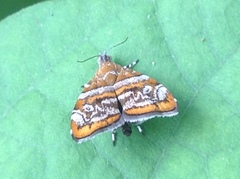 Choreutis orthogona