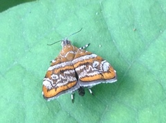 Choreutis orthogona