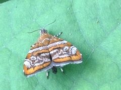 Choreutis orthogona