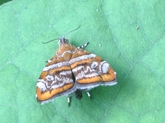 Choreutis orthogona