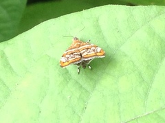 Choreutis orthogona