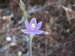 Thelymitra queenslandica