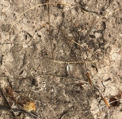 Austrostipa trichophylla