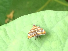 Choreutis orthogona