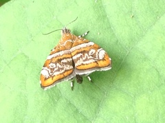 Choreutis orthogona