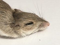 Chaetodipus