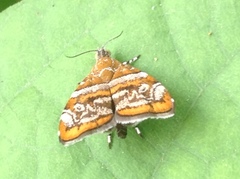 Choreutis orthogona