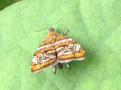 Choreutis orthogona