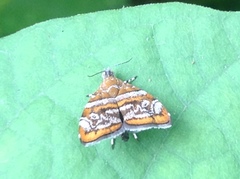 Choreutis orthogona