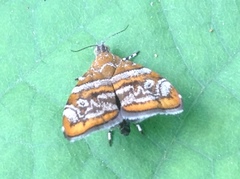 Choreutis orthogona