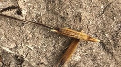 Austrostipa trichophylla