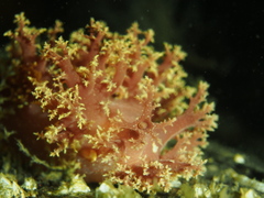 Dendronotus lacteus