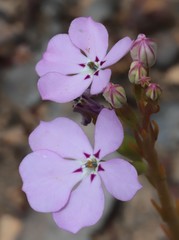 Isotoma hypocrateriformis