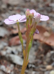 Isotoma hypocrateriformis