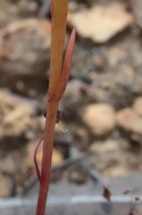 Isotoma hypocrateriformis