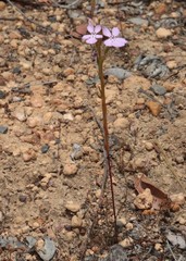 Isotoma hypocrateriformis