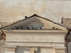 Columba livia domestica