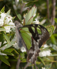 Graphium macleayanus moggana