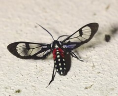Poecilosoma eone