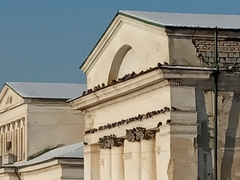 Columba livia domestica