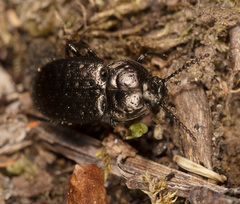 Adelium abbreviatum