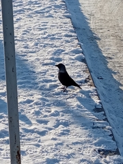 Corvus monedula