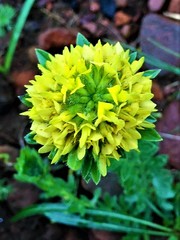 Leobordea corymbosa