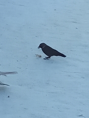 Corvus monedula