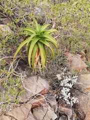 Aloe angelica