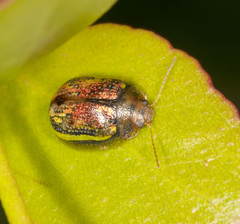 Paropsisterna selmani