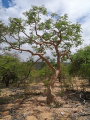 Albizia tanganyicensis