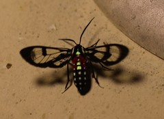 Poecilosoma eone