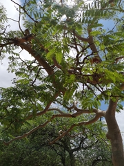 Albizia tanganyicensis