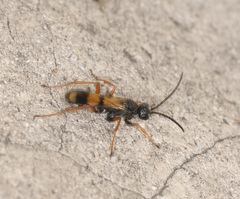 Sphictostethus xanthochrous