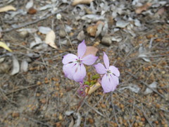 Isotoma hypocrateriformis