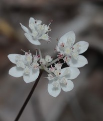 Xanthosia atkinsoniana