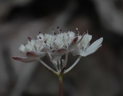 Xanthosia atkinsoniana