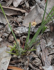Xanthosia atkinsoniana