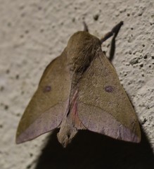 Adeloneivaia subangulata