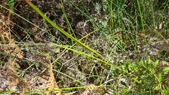 Machaerina tetragona