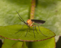 Pseudalysiinia mimicans