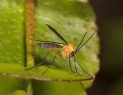 Pseudalysiinia mimicans