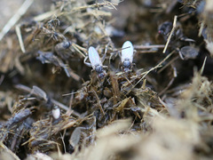 Sphaerocera curvipes