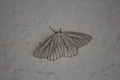 Neuromelia selectata