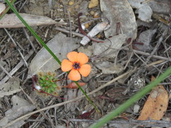 Drosera hyperostigma